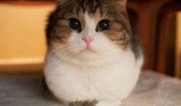 娱乐吃瓜猫咪视频大全免费观看